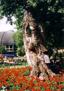 Gyula, Várfürdő utca: Erkel-fa.jpg Gyula, Várfürdő utca: Erkel-fa.jpg